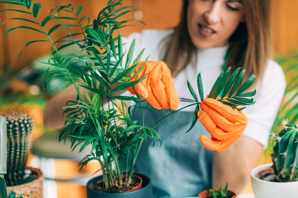 Maintaining Home Garden, Female Gardener Cutting Dry Leaves on Plant